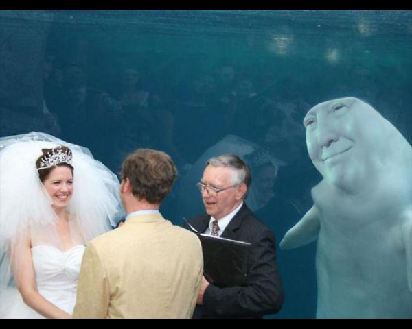 Memes de la boda con una beluga colada